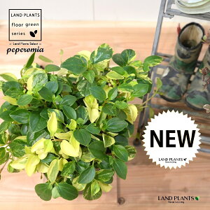 yy~AiOxj c 7 vX`bN |bgc 1 yy~AOx yy   Peperomia glabella 3