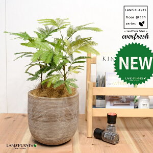 Go[tbViFV[gj fUC̗ǂ eRb^ 1 yRRt@Co[EMzH45cmx everfresh 3