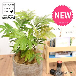 Go[tbViFV[gj fUC̗ǂ eRb^ 1 yRRt@Co[EMzH45cmx everfresh 3