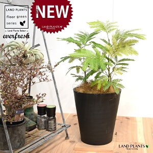 Go[tbViFV[gj 8 F ZA[g 1 yRRt@Co[EMzH45cmx everfresh 3