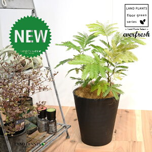 Go[tbViFV[gj 8 F ZA[g 1 yRRt@Co[EMzH45cmx everfresh 3