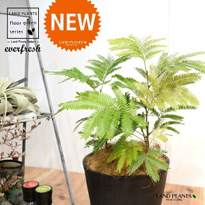 Go[tbViFV[gj 8 F ZA[g 1 yRRt@Co[EMzH45cmx everfresh 3