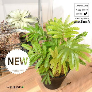 Go[tbViFV[gj 8 F ZA[g 1 yRRt@Co[EMzH45cmx everfresh 3