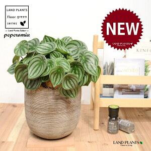yy~AiTfV[FXCJyyj fUC̗ǂ eRb^ 1 yRRt@Co[EMz ^ yy~A yy XCJyy~A XCJ   Peperomia argyreia 4