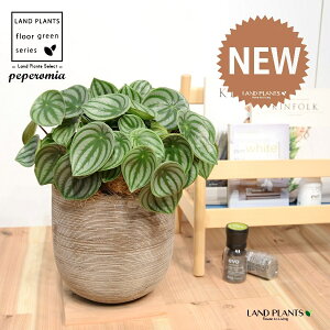 yy~AiTfV[FXCJyyj fUC̗ǂ eRb^ 1 yRRt@Co[EMz ^ yy~A yy XCJyy~A XCJ   Peperomia argyreia 4