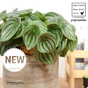 yy~AiTfV[FXCJyyj fUC̗ǂ eRb^ 1 yRRt@Co[EMz ^ yy~A yy XCJyy~A XCJ   Peperomia argyreia 4