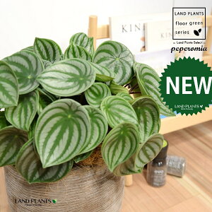 yy~AiTfV[FXCJyyj fUC̗ǂ eRb^ 1 yRRt@Co[EMz ^ yy~A yy XCJyy~A XCJ   Peperomia argyreia 4