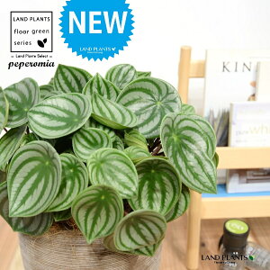 yy~AiTfV[FXCJyyj fUC̗ǂ eRb^ 1 yRRt@Co[EMz ^ yy~A yy XCJyy~A XCJ   Peperomia argyreia 4