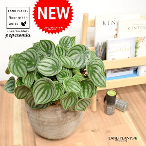 yy~AiTfV[FXCJyyj fUC̗ǂ eRb^ 1 yRRt@Co[EMz ^ yy~A yy XCJyy~A XCJ   Peperomia argyreia 4