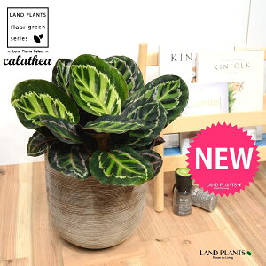 JeAiZIsN^F؁j fUC̗ǂ eRb^ 1 yRRt@Co[EMz^ ZIsN^[ [IsN^[ SVLoloVE Jungle velvet calathea roseopicta 3