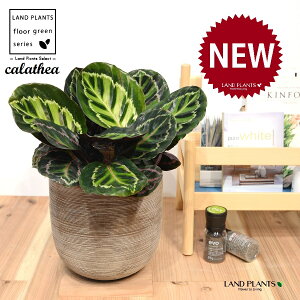 JeAiZIsN^F؁j fUC̗ǂ eRb^ 1 yRRt@Co[EMz^ ZIsN^[ [IsN^[ SVLoloVE Jungle velvet calathea roseopicta 3