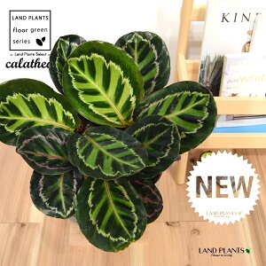 JeAiZIsN^F؁j fUC̗ǂ eRb^ 1 yRRt@Co[EMz^ ZIsN^[ [IsN^[ SVLoloVE Jungle velvet calathea roseopicta 3
