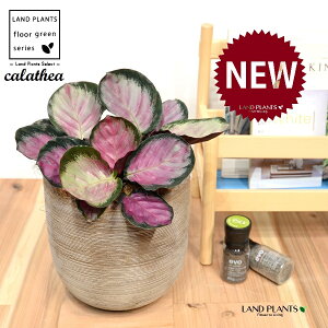 JeAi[W[F؁j fUC̗ǂ eRb^ 1 yRRt@Co[EMz^ ZIsN^[[W[ ZIsN^[ [IsN^[ SVLoloVE Jungle velvet Cala