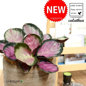 JeAi[W[F؁j fUC̗ǂ eRb^ 1 yRRt@Co[EMz^ ZIsN^[[W[ ZIsN^[ [IsN^[ SVLoloVE Jungle velvet Cala