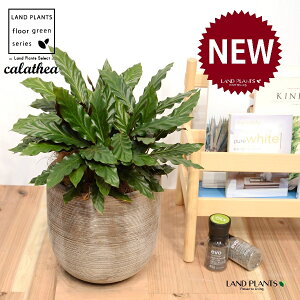 JeAitBooF؁j fUC̗ǂ eRb^ 1 yRRt@Co[EMz^ JeAtBoo SVLoloVE Jungle velvet Calathea rufibarba 3