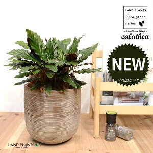 JeAitBooF؁j fUC̗ǂ eRb^ 1 yRRt@Co[EMz^ JeAtBoo SVLoloVE Jungle velvet Calathea rufibarba 3