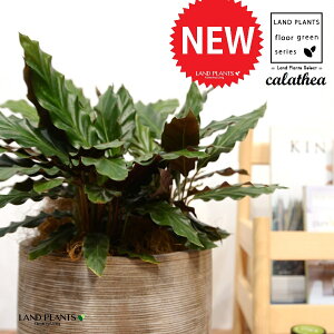 JeAitBooF؁j fUC̗ǂ eRb^ 1 yRRt@Co[EMz^ JeAtBoo SVLoloVE Jungle velvet Calathea rufibarba 3