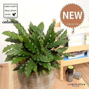 JeAitBooF؁j fUC̗ǂ eRb^ 1 yRRt@Co[EMz^ JeAtBoo SVLoloVE Jungle velvet Calathea rufibarba 3