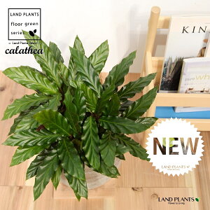 JeAitBooF؁j fUC̗ǂ eRb^ 1 yRRt@Co[EMz^ JeAtBoo SVLoloVE Jungle velvet Calathea rufibarba 3