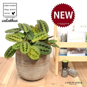 JeAi}^F؁j fUC̗ǂ eRb^ 1 yRRt@Co[EMz^ JeA}^ SVLoloVE Jungle velvet Calathea Maranta 3