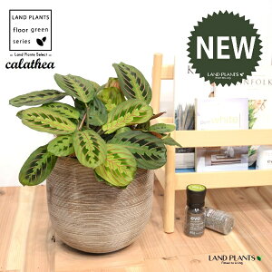 JeAi}^F؁j fUC̗ǂ eRb^ 1 yRRt@Co[EMz^ JeA}^ SVLoloVE Jungle velvet Calathea Maranta 3