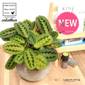 JeAi}^F؁j fUC̗ǂ eRb^ 1 yRRt@Co[EMz^ JeA}^ SVLoloVE Jungle velvet Calathea Maranta 3