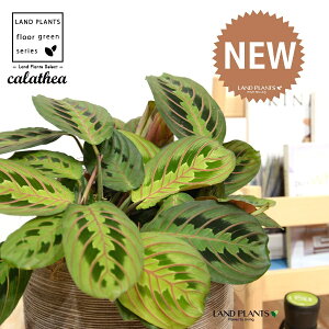 JeAi}^F؁j fUC̗ǂ eRb^ 1 yRRt@Co[EMz^ JeA}^ SVLoloVE Jungle velvet Calathea Maranta 3