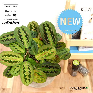JeAi}^F؁j fUC̗ǂ eRb^ 1 yRRt@Co[EMz^ JeA}^ SVLoloVE Jungle velvet Calathea Maranta 3