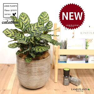 JeAi}RiF؁j fUC̗ǂ eRb^ 1 yRRt@Co[EMz^ JeA}Ri SVLoloVE Jungle velvet Calathea makoyana 3