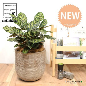 JeAi}RiF؁j fUC̗ǂ eRb^ 1 yRRt@Co[EMz^ JeA}Ri SVLoloVE Jungle velvet Calathea makoyana 3