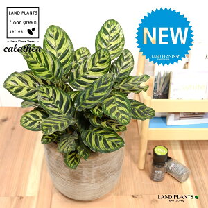 JeAi}RiF؁j fUC̗ǂ eRb^ 1 yRRt@Co[EMz^ JeA}Ri SVLoloVE Jungle velvet Calathea makoyana 3