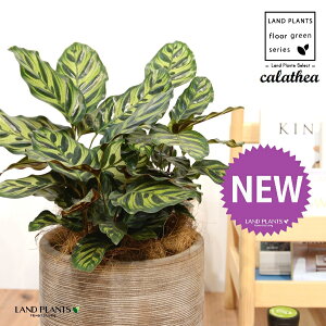 JeAi}RiF؁j fUC̗ǂ eRb^ 1 yRRt@Co[EMz^ JeA}Ri SVLoloVE Jungle velvet Calathea makoyana 3