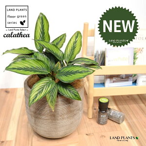 JeAir[eB[X^[F؁j fUC̗ǂ eRb^ 1 yRRt@Co[EMz^ JeA}Ri SVLoloVE Jungle velvet Calathea beautystar 3