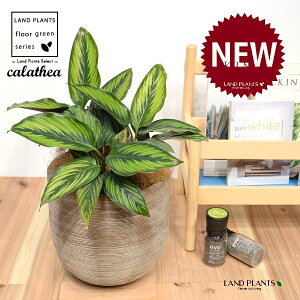 JeAir[eB[X^[F؁j fUC̗ǂ eRb^ 1 yRRt@Co[EMz^ JeA}Ri SVLoloVE Jungle velvet Calathea beautystar 3