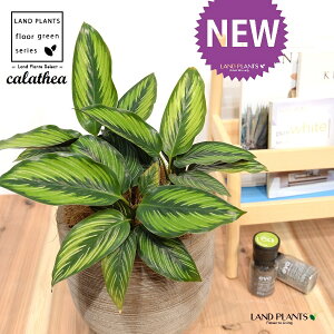 JeAir[eB[X^[F؁j fUC̗ǂ eRb^ 1 yRRt@Co[EMz^ JeA}Ri SVLoloVE Jungle velvet Calathea beautystar 3