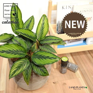 JeAir[eB[X^[F؁j fUC̗ǂ eRb^ 1 yRRt@Co[EMz^ JeA}Ri SVLoloVE Jungle velvet Calathea beautystar 3