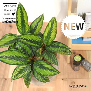 JeAir[eB[X^[F؁j fUC̗ǂ eRb^ 1 yRRt@Co[EMz^ JeA}Ri SVLoloVE Jungle velvet Calathea beautystar 3