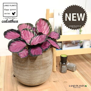 JeAip[v[YF؁j fUC̗ǂ eRb^ 1 yRRt@Co[EMz^ JeAp[v[Y SVLoloVE Jungle velvet Calathea purplerose 3