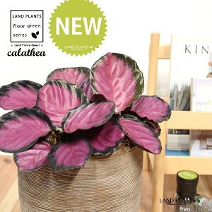 JeAip[v[YF؁j fUC̗ǂ eRb^ 1 yRRt@Co[EMz^ JeAp[v[Y SVLoloVE Jungle velvet Calathea purplerose 3
