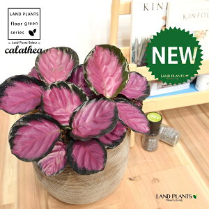 JeAip[v[YF؁j fUC̗ǂ eRb^ 1 yRRt@Co[EMz^ JeAp[v[Y SVLoloVE Jungle velvet Calathea purplerose 3
