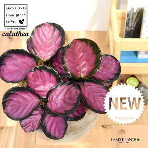 JeAip[v[YF؁j fUC̗ǂ eRb^ 1 yRRt@Co[EMz^ JeAp[v[Y SVLoloVE Jungle velvet Calathea purplerose 3