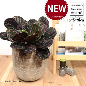 JeAihbeBF؁j fUC̗ǂ eRb^ 1 yRRt@Co[EMz^ JeAhbeB SVLoloVE Jungle velvet Calathea 'Veitchiana' "red" 3