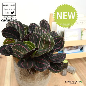 JeAihbeBF؁j fUC̗ǂ eRb^ 1 yRRt@Co[EMz^ JeAhbeB SVLoloVE Jungle velvet Calathea 'Veitchiana' "red" 3