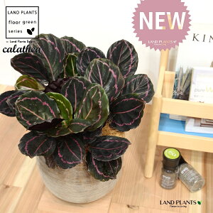 JeAihbeBF؁j fUC̗ǂ eRb^ 1 yRRt@Co[EMz^ JeAhbeB SVLoloVE Jungle velvet Calathea 'Veitchiana' "red" 3