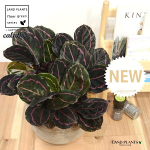 JeAihbeBF؁j fUC̗ǂ eRb^ 1 yRRt@Co[EMz^ JeAhbeB SVLoloVE Jungle velvet Calathea 'Veitchiana' "red" 3