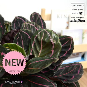 JeAihbeBF؁j fUC̗ǂ eRb^ 1 yRRt@Co[EMz^ JeAhbeB SVLoloVE Jungle velvet Calathea 'Veitchiana' "red" 3