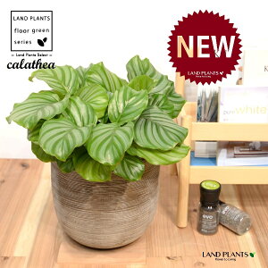 JeAiIrtHAF؁j fUC̗ǂ eRb^ 1 yRRt@Co[EMz^ JeAIrtHA SVLoloVE Jungle velvet Calathea orbifolia 3