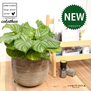 JeAiIrtHAF؁j fUC̗ǂ eRb^ 1 yRRt@Co[EMz^ JeAIrtHA SVLoloVE Jungle velvet Calathea orbifolia 3
