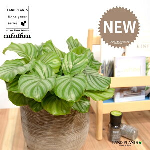 JeAiIrtHAF؁j fUC̗ǂ eRb^ 1 yRRt@Co[EMz^ JeAIrtHA SVLoloVE Jungle velvet Calathea orbifolia 3
