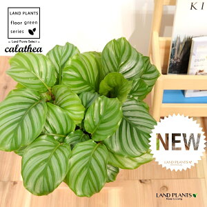 JeAiIrtHAF؁j fUC̗ǂ eRb^ 1 yRRt@Co[EMz^ JeAIrtHA SVLoloVE Jungle velvet Calathea orbifolia 3